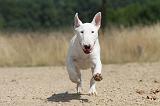 BULL TERRIER 071
